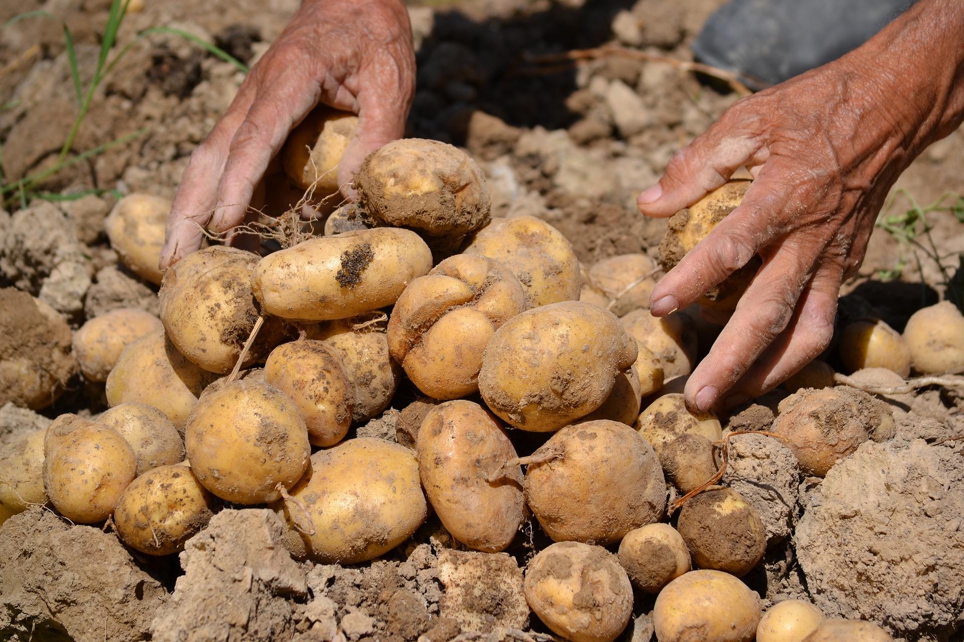 Plantación de patatas.